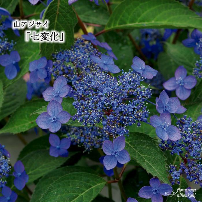 予約販売 山あじコレクション 七変化 9cmポット 苗 花苗 山アジサイ ヤマアジサイ 山紫陽花 3月下旬以降発送 Z フラワーネット日本花キ流通 通販 Yahoo ショッピング