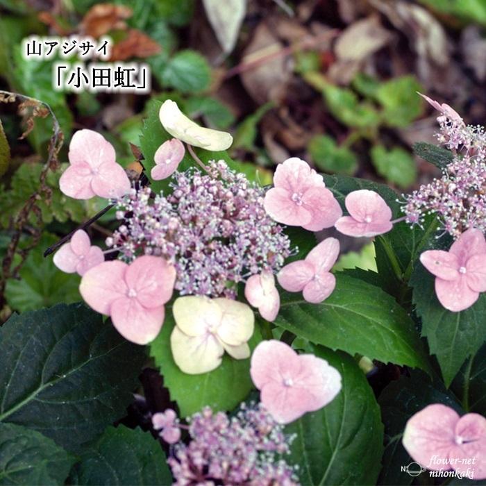 山あじコレクション 小田虹 9cmポット 苗 花苗 山アジサイ ヤマアジサイ 山紫陽花 Z フラワーネット日本花キ流通 通販 Yahoo ショッピング
