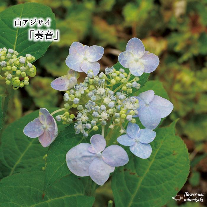 山あじコレクション 奏音 9cmポット 苗 花苗 山アジサイ ヤマアジサイ 山紫陽花 Z フラワーネット日本花キ流通 通販 Yahoo ショッピング