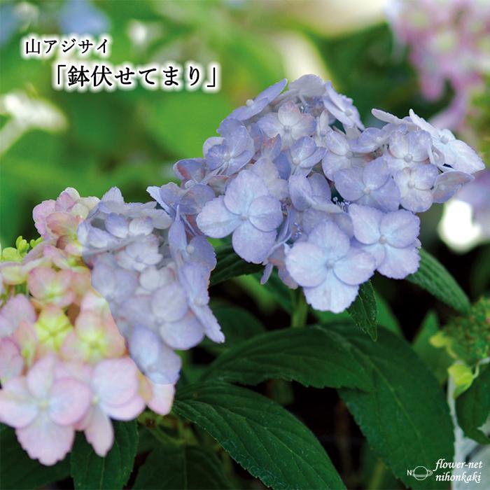 日本花キ流通 山アジサイ 鉢伏せてまり 10.5cmポット ヤマアジサイ 苗