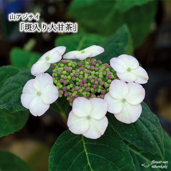 山あじコレクション 斑入り大甘茶 9cmポット 苗 花苗 山アジサイ ヤマアジサイ 山紫陽花 Z フラワーネット日本花キ流通 通販 Yahoo ショッピング