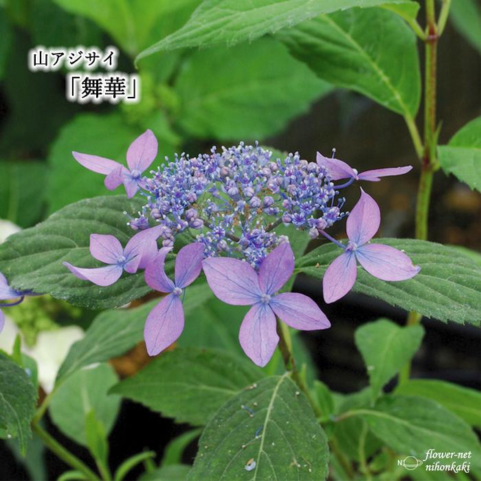 山あじコレクション 舞華 9cmポット 苗 花苗 山アジサイ ヤマアジサイ 山紫陽花 Z フラワーネット日本花キ流通 通販 Yahoo ショッピング