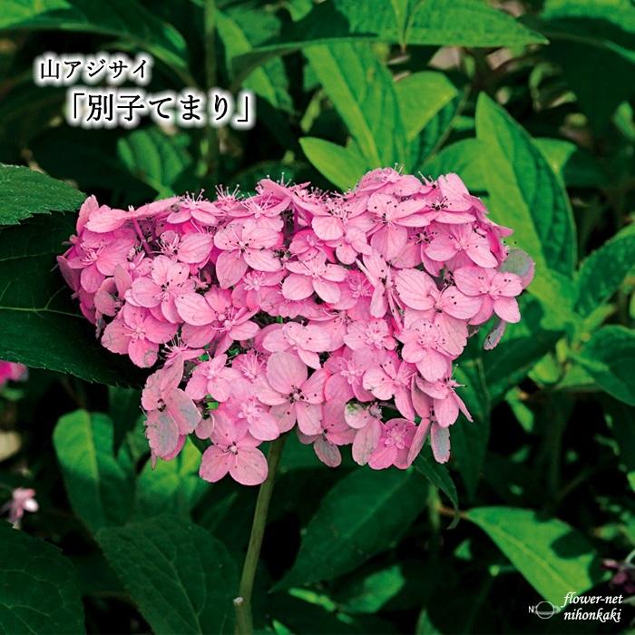 紫陽花 アジサイ 4苗 Cセット 予約販売 四季咲あじさい 霧島の恵 アジサイ 登録品種 紫陽花 9cmポット苗 10月下旬以降発送