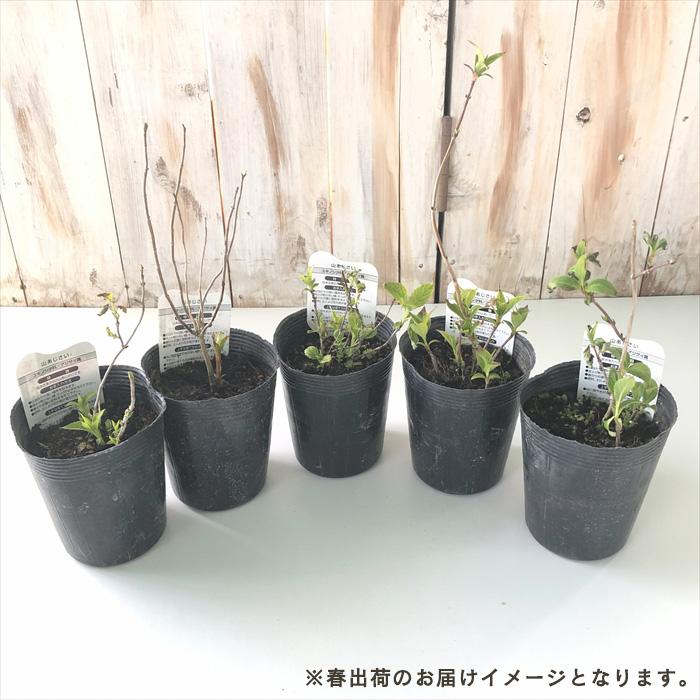 日本花キ流通 山アジサイ 伊予獅子てまり 10.5cmポット ヤマアジサイ