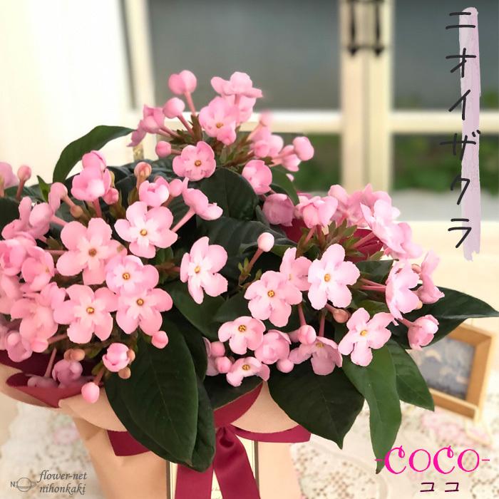 日本花キ流通 におい桜 COCO ココ 5号鉢 送料無料 ラッピング付き
