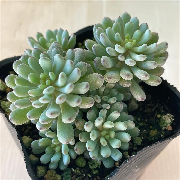 日本花キ流通 多肉植物 seグラプトペタルム ブルービーン 日本花キ流通 多肉植物 seグラプトペタルム ブルービーン