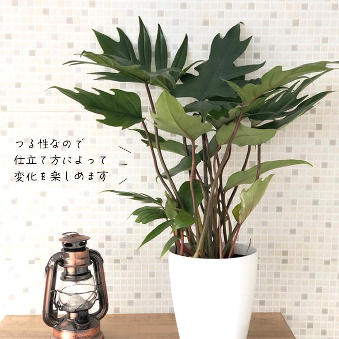 日本花キ流通 観葉植物 フィロデンドロン タンゴ 6号鉢 ドラゴン