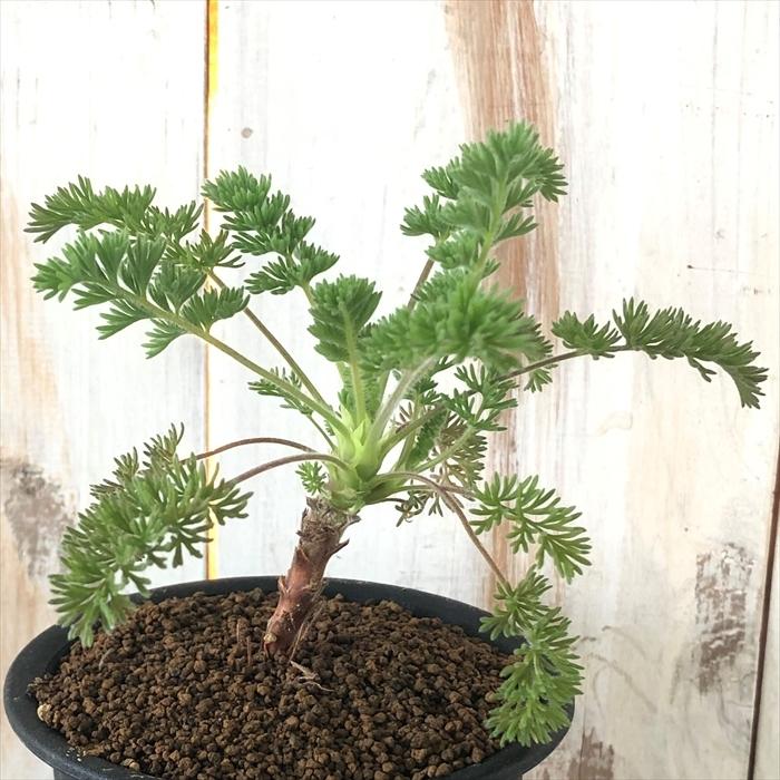 日本花キ流通 多肉植物 osペラルゴニウム オレオフィルム おもしろ