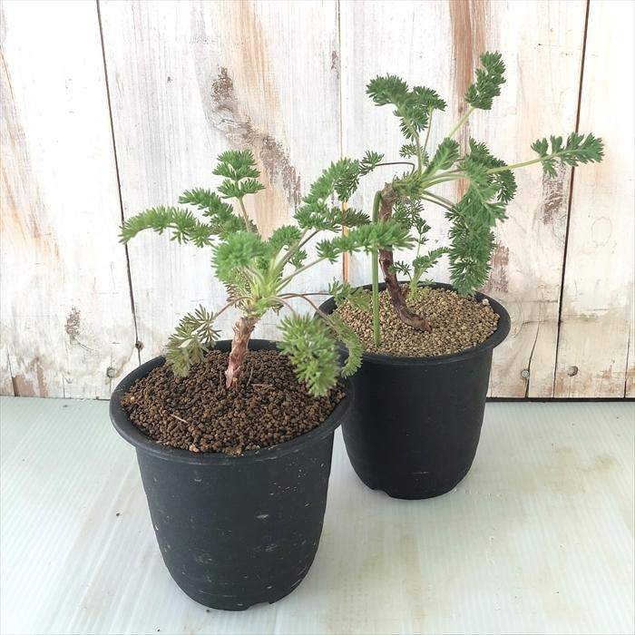 日本花キ流通 多肉植物 osペラルゴニウム オレオフィルム おもしろ