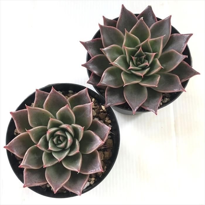 多肉植物 swkエケベリア レッドQ エアーマジック 韓国苗 7.5cm 多肉植物 swkエケベリア レッドQ エアーマジック 韓国苗 7.5cm