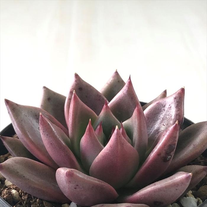 多肉植物 swkエケベリア レッドキングダム エアーマジック 韓国 多肉植物 swkエケベリア レッドキングダム エアーマジック 韓国