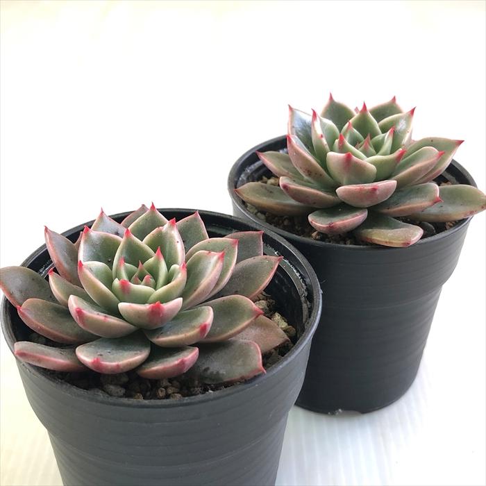 日本花キ流通 多肉植物 hmエケベリア ルドルフNo.3 多肉植物
