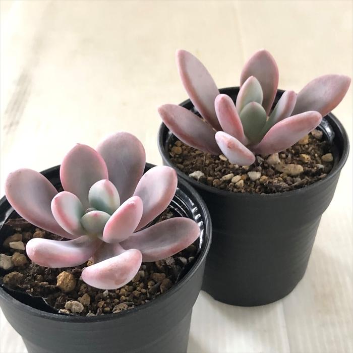 日本花キ流通 多肉植物 hmグラプトベリア ピンクシフォン 多肉植物