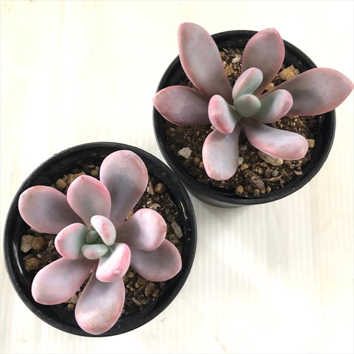 多肉植物^o^ 葉挿し赤ちゃん　ピンクシフォン 超レア品種！☆国産丸葉ピンクシフォン 多肉植物 自家栽培 多肉植物 美