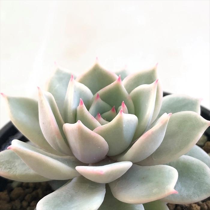 日本花キ流通 多肉植物 hmエケベリア フルールブラン 多肉植物