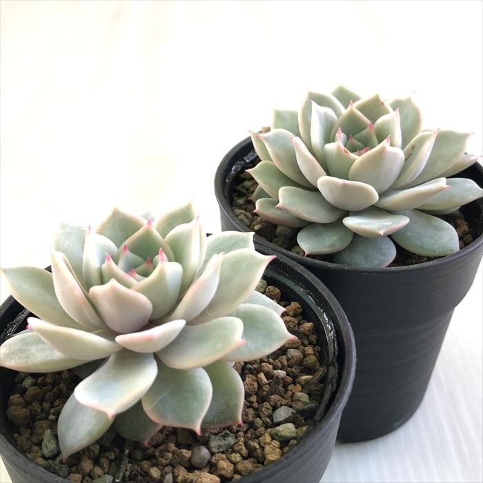 日本花キ流通 多肉植物 hmエケベリア フルールブラン 多肉植物