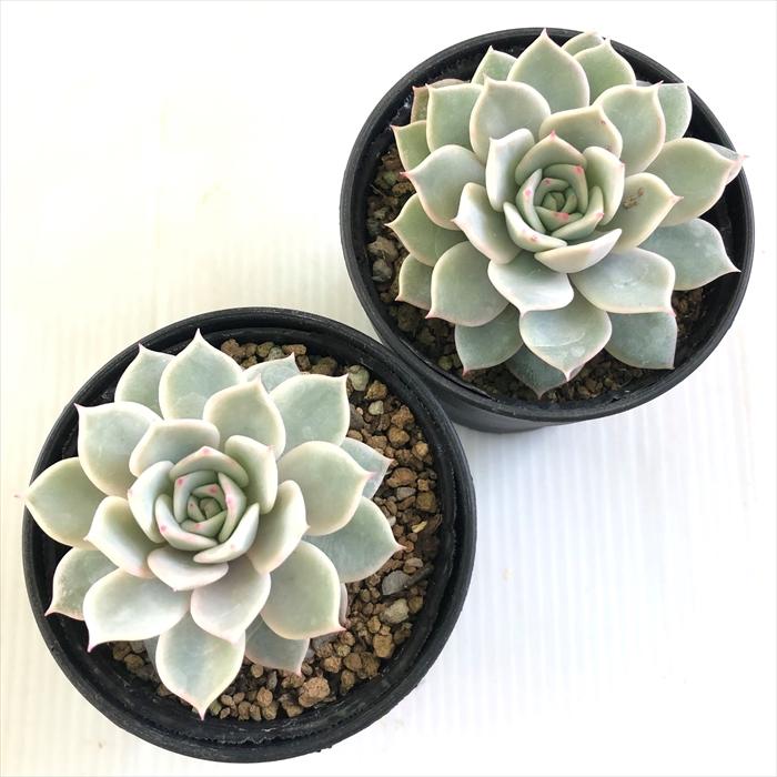 日本花キ流通 多肉植物 hmエケベリア フルールブラン 多肉植物