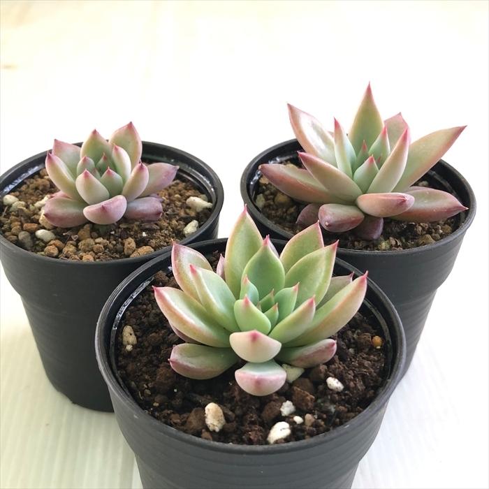 リンゼアナ 実生 エケベリア 多肉植物 【公式通販】