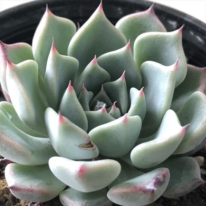 日本花キ流通 多肉植物 hmエケベリア 沙羅姫牡丹 多肉植物 エケベリア