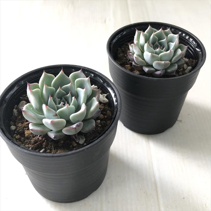 日本花キ流通 多肉植物 hmエケベリア 沙羅姫牡丹 多肉植物 エケベリア
