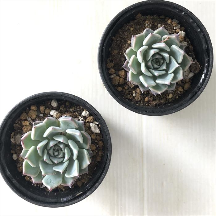日本花キ流通 多肉植物 hmエケベリア 沙羅姫牡丹 多肉植物 エケベリア
