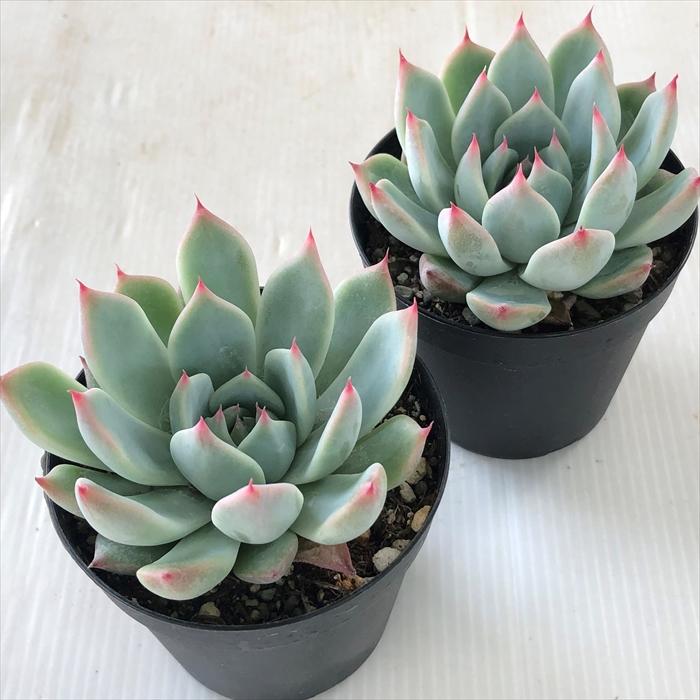 日本花キ流通 多肉植物 skエケベリア プリコロラータ 多肉植物