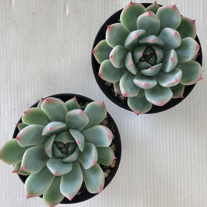 日本花キ流通 多肉植物 skエケベリア プリコロラータ 多肉植物