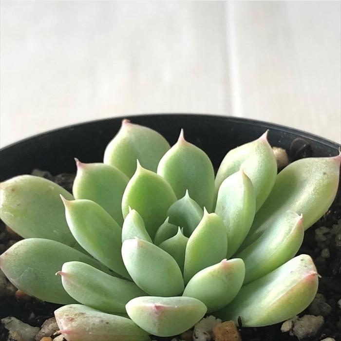日本花キ流通 多肉植物 skエケベリア アルビカンス×リンゼアナ 日本花キ流通 多肉植物 skエケベリア アルビカンス×リンゼアナ