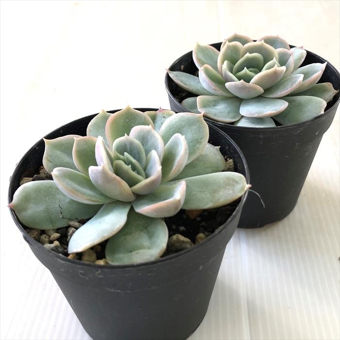 日本花キ流通 多肉植物 skエケベリア ジョセリン 多肉植物 エケベリア