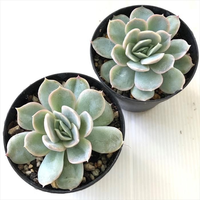 日本花キ流通 多肉植物 skエケベリア ジョセリン 多肉植物 エケベリア