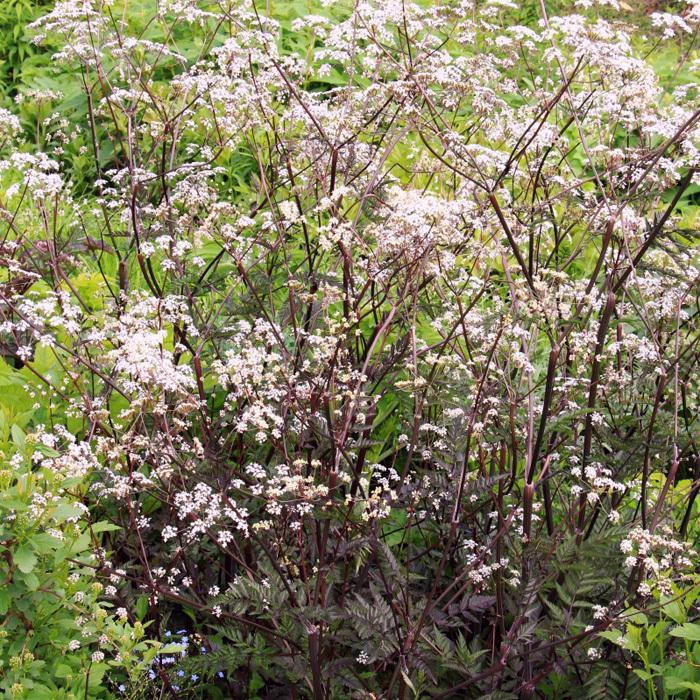 予約販売 アンスリスクス ラベンスウィング 10 5cmポット 宿根草 Oom 3月下旬以降発送 Z フラワーネット日本花キ流通 通販 Yahoo ショッピング