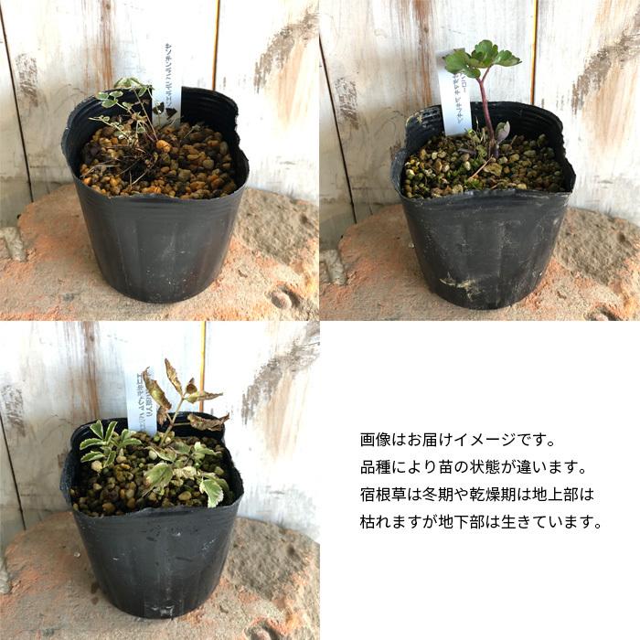 予約販売 ペレニアル フラックス 宿根アマ ブルー 10 5cmポット 宿根草 Oom 3月下旬以降発送 Z フラワーネット日本花キ流通 通販 Yahoo ショッピング