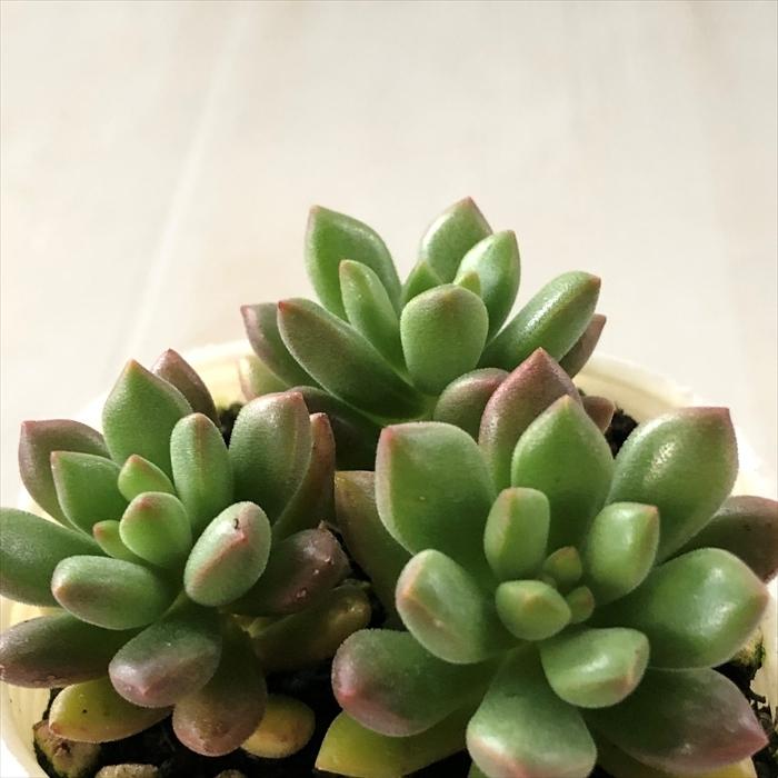 日本花キ流通 多肉植物 sbセダム オレンジドリーム セダム 7.5cm 日本花キ流通 多肉植物 sbセダム オレンジドリーム セダム 7.5cm