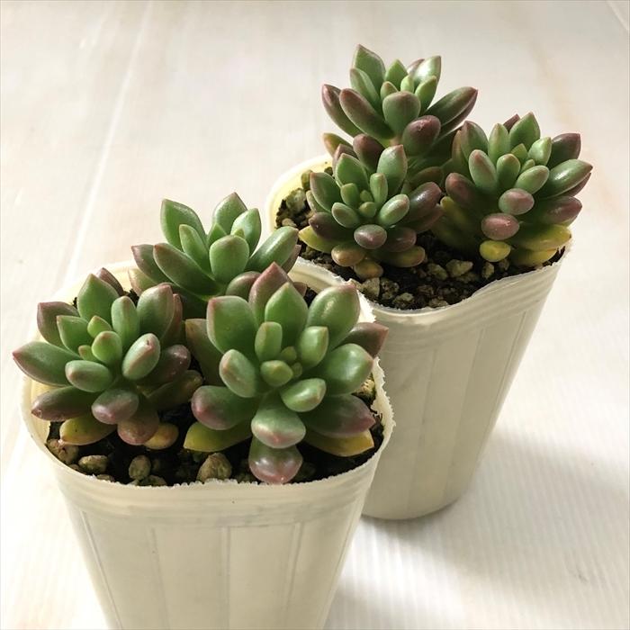 日本花キ流通 多肉植物 sbセダム オレンジドリーム 多肉植物 セダム