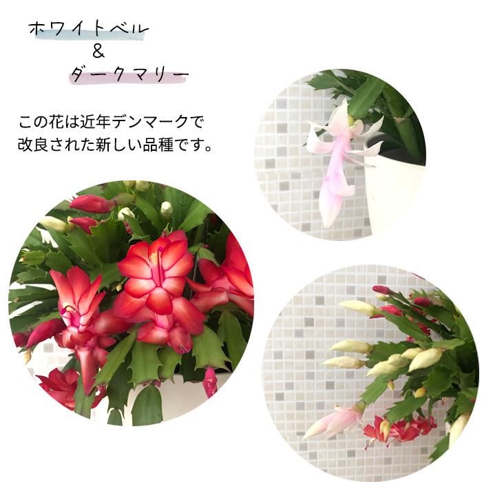 日本花キ流通 予約販売 デンマークカクタス 紅白 6号鉢 送料無料