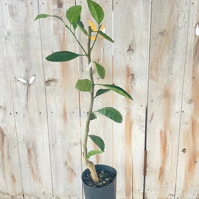 Gloireluce種無し 柚子 ユズ苗