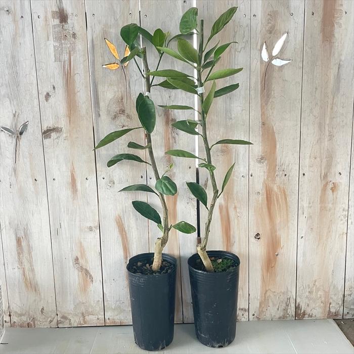 予約販売大実柚子 13 5cmポット 大実ゆず 苗木 庭木 柑橘 果樹苗 香酸柑橘 Mri 10月下旬以降発送 Z フラワーネット日本花キ流通 通販 Yahoo ショッピング