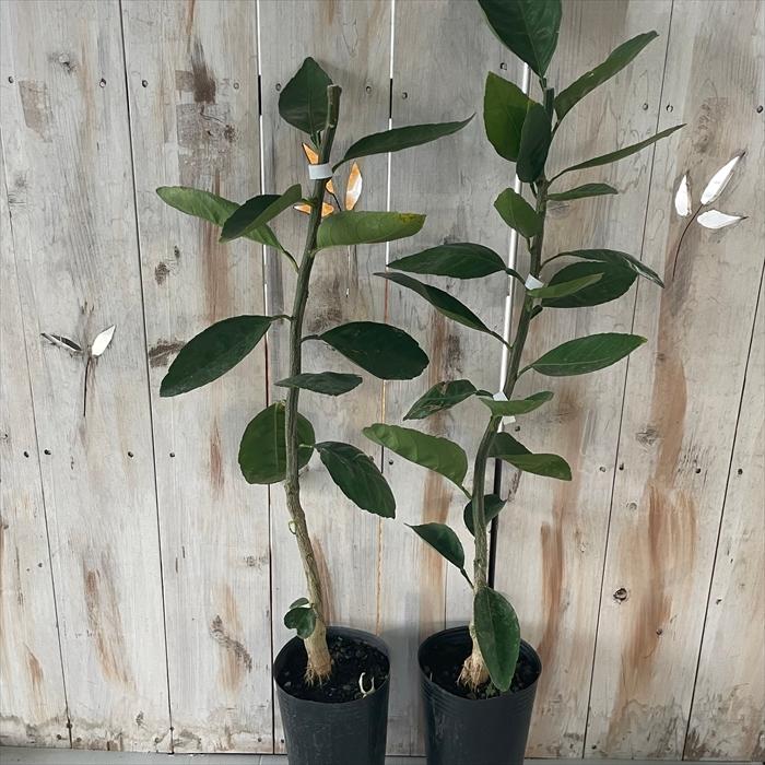 予約販売大実柚子 13 5cmポット 大実ゆず 苗木 庭木 柑橘 果樹苗 香酸柑橘 Mri 10月下旬以降発送 Z フラワーネット日本花キ流通 通販 Yahoo ショッピング