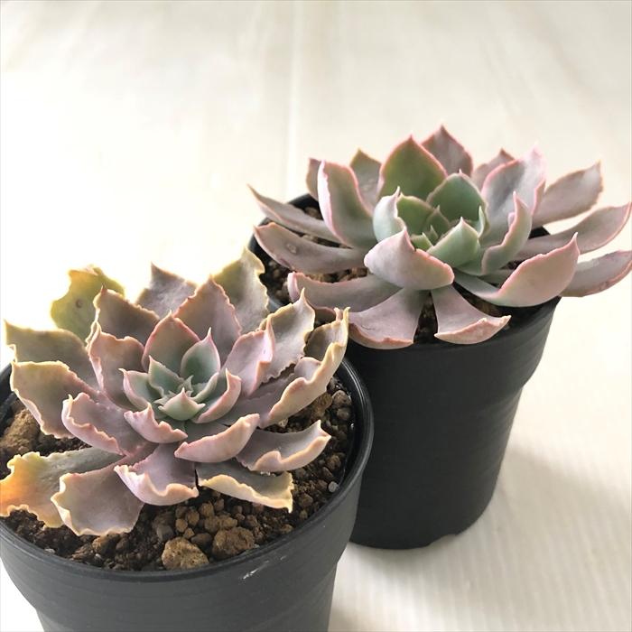 日本花キ流通 多肉植物 hmエケベリア シャビアナペレグリナ 多肉植物