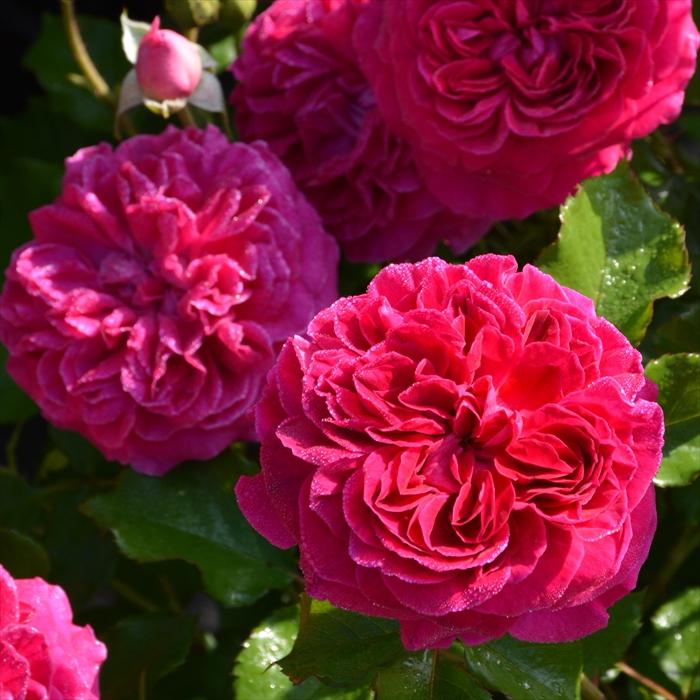 薔薇　バラ苗　オランダローズ元気いっぱい　四季咲きローズ 予約販売 バラ 苗 新苗 ロサ オリエンティス フレーズ 品種登録出願中