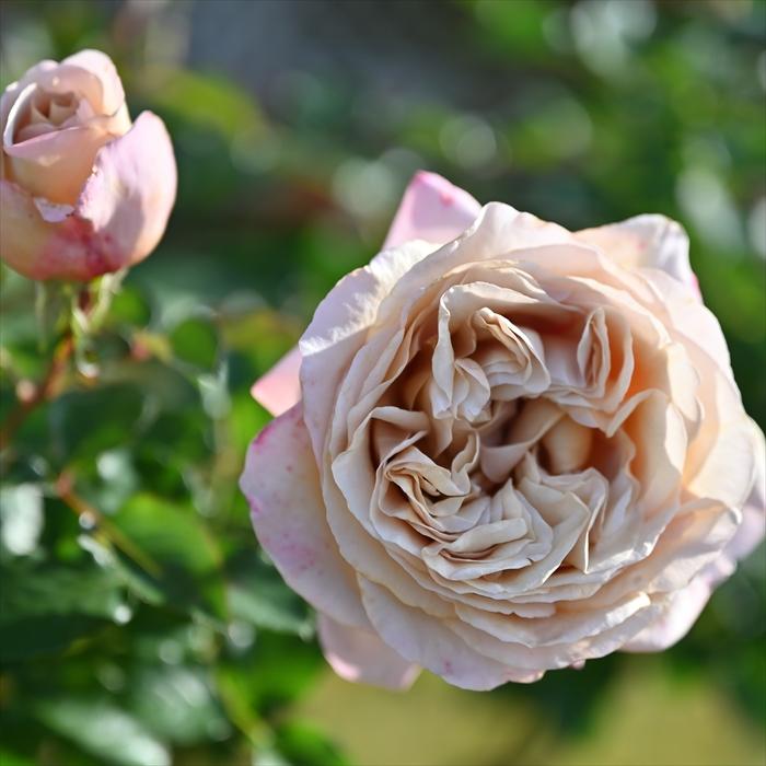 予約販売 バラ 苗 新苗 デルバール ラリデガゼル 品種登録出願中