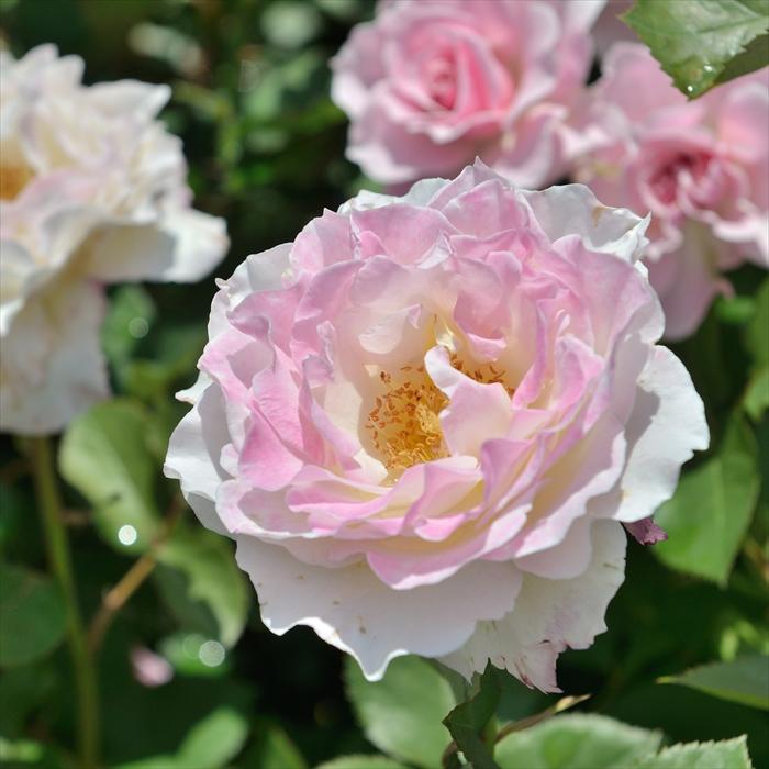 予約販売 バラ 苗 新苗 河本バラ園 セラフィム 登録品種 四季咲き 薔薇