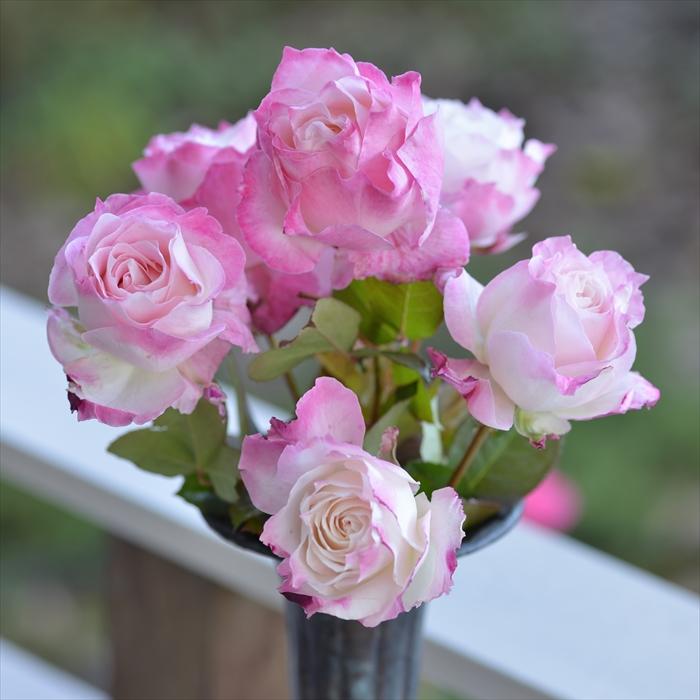 予約販売 バラ 苗 新苗 河本バラ園 セラフィム 登録品種 四季咲き 薔薇