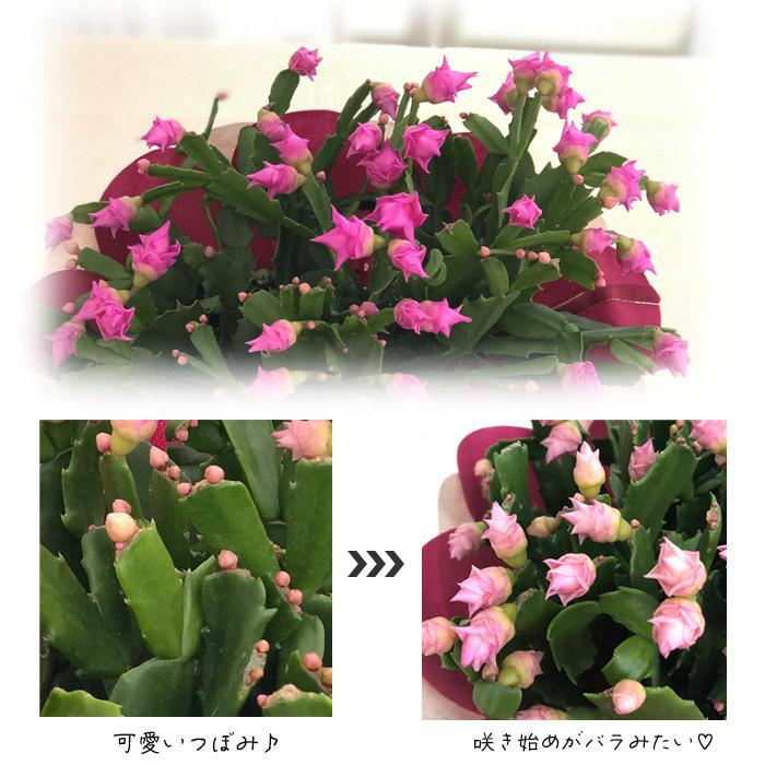 日本花キ流通 バラ咲き デンマークカクタス ピンクローズ 5号鉢 送料