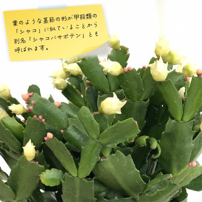 日本花キ流通 バラ咲き デンマークカクタス ピンクローズ 5号鉢 送料