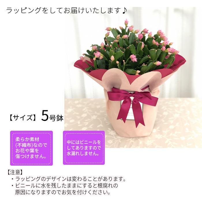 日本花キ流通 バラ咲き デンマークカクタス ピンクローズ 5号鉢 送料