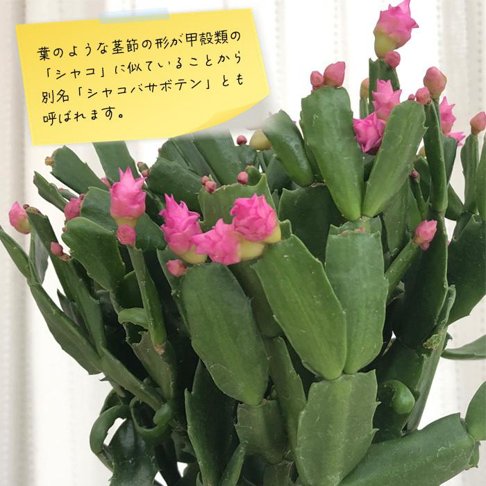 日本花キ流通 バラ咲き デンマークカクタス チェリーローズ 5号鉢 送料