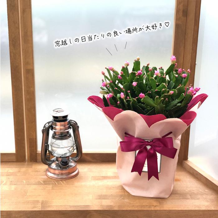 日本花キ流通 バラ咲き デンマークカクタス チェリーローズ 5号鉢 送料