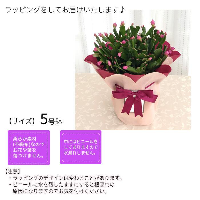 日本花キ流通 バラ咲き デンマークカクタス チェリーローズ 5号鉢 送料