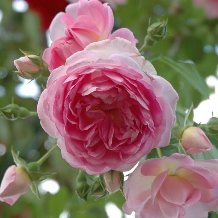 予約販売 バラ苗 バラ新苗 コルデス ジャスミーナ 登録品種 薔薇 バラ 京成バラ園 新苗 Kss 4月中旬以降発送 Z フラワーネット日本花キ流通 通販 Yahoo ショッピング